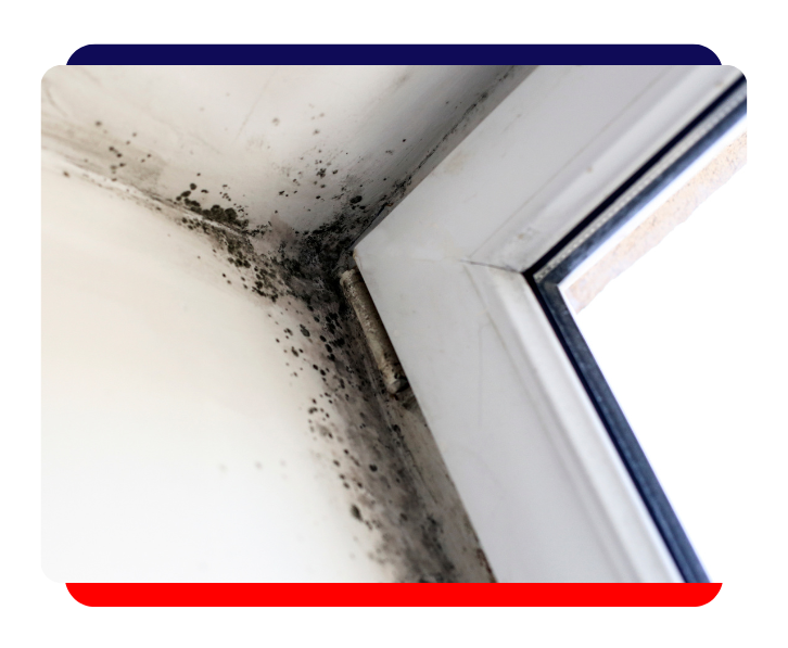 Mold growth in corner near window, highlighting the need for professional mold removal and remediation services.