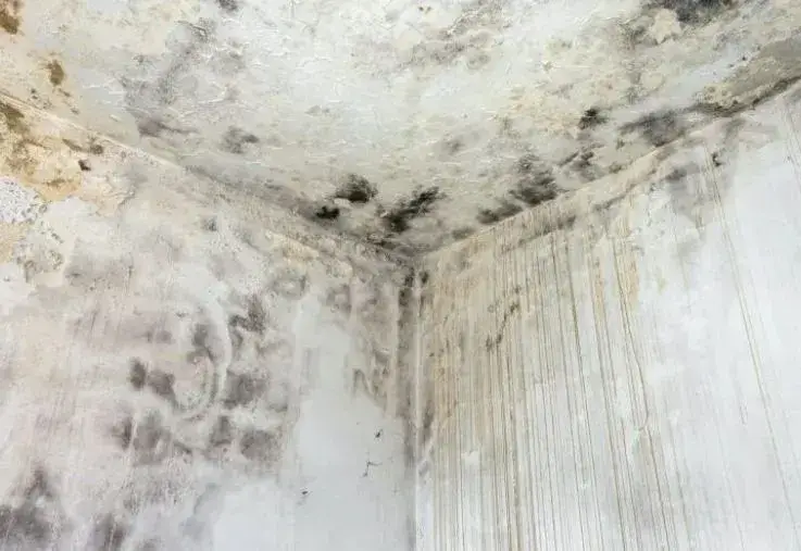 Mold Removal & Remediation Services in the Seattle Area
