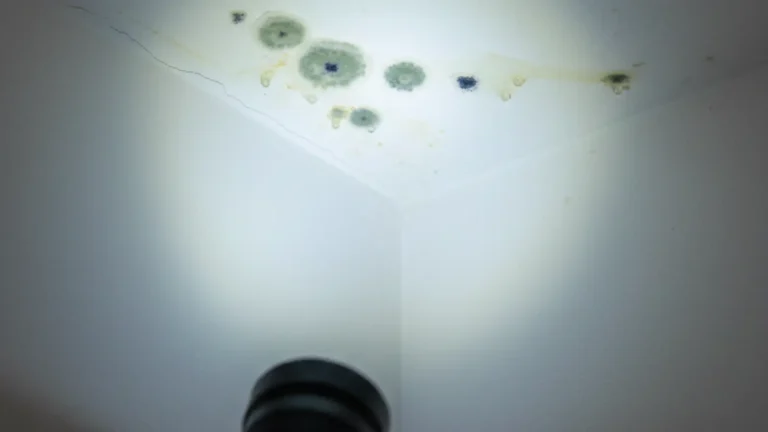 Green and dark mold spots growing along a ceiling corner with water stains and hairline cracks caused by prolonged moisture exposure.